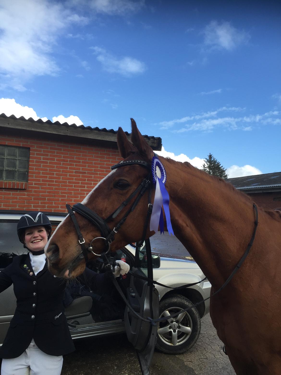 Dansk Varmblod Weltsieger billede 13