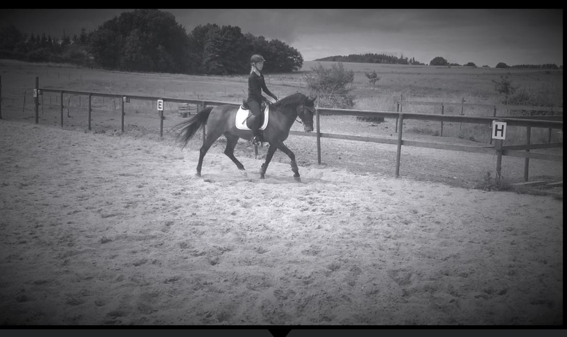 Tysk Sportspony Caruso - min pony! B -pony billede 18