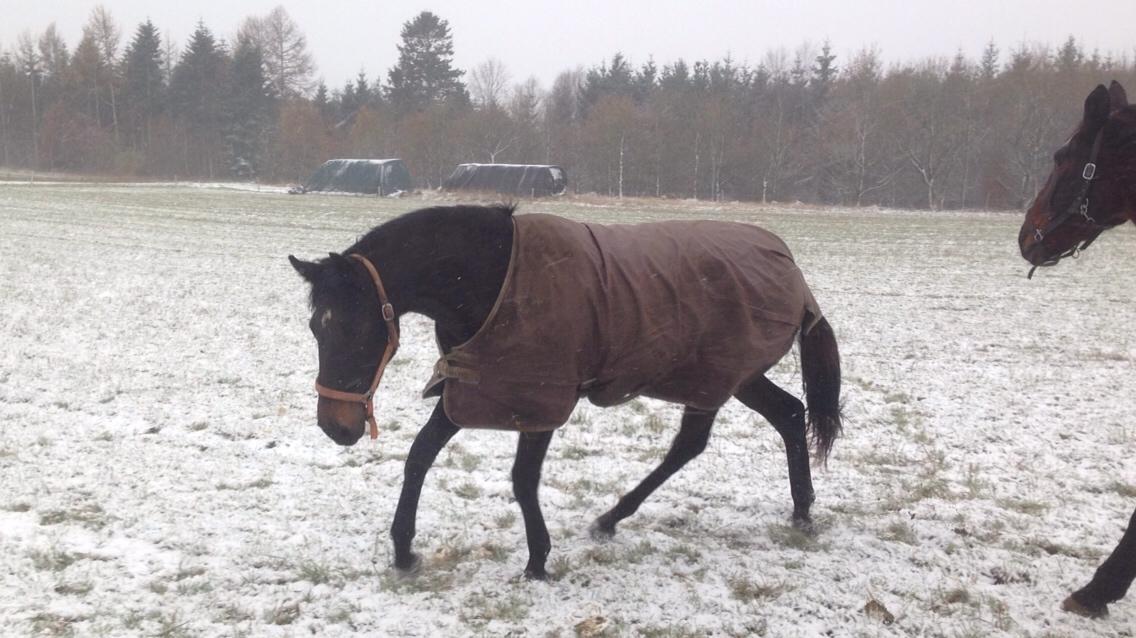 Dansk Varmblod Vangebo's Favour  billede 18