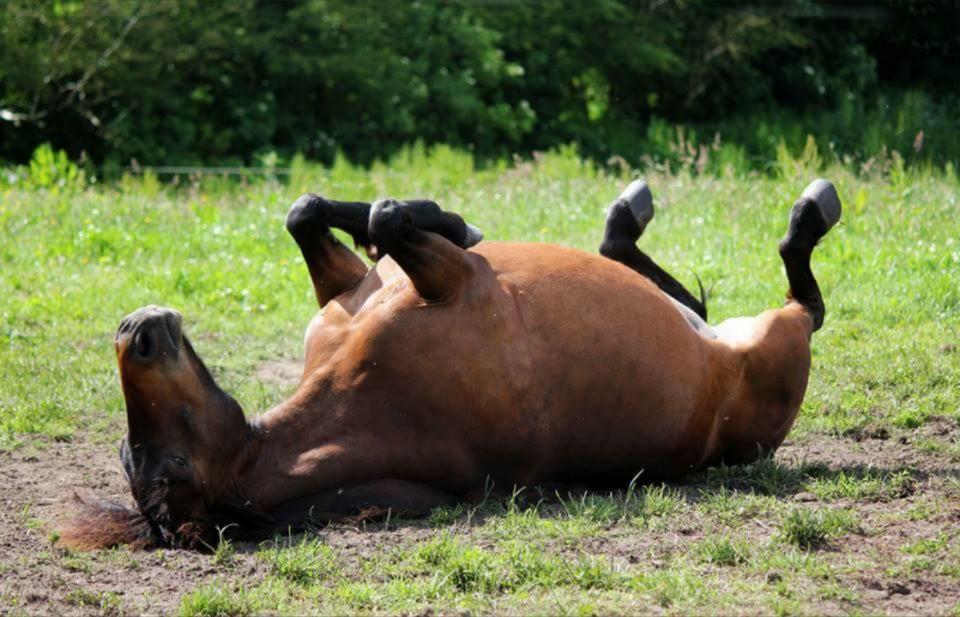 Knabstrupper Meicas Lala billede 1