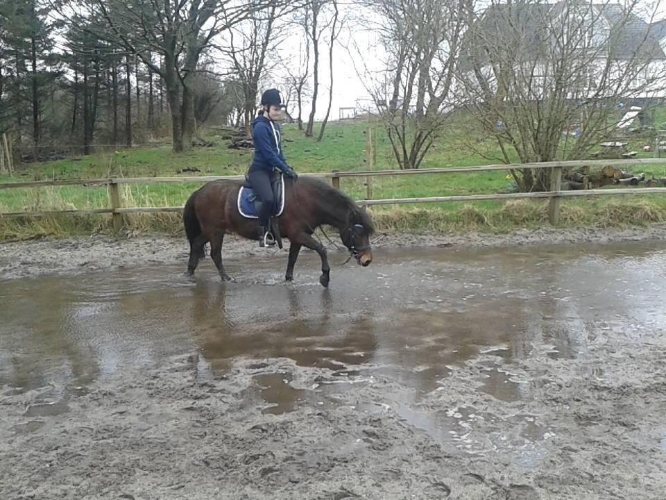 Knabstrupper Meicas Lala billede 2