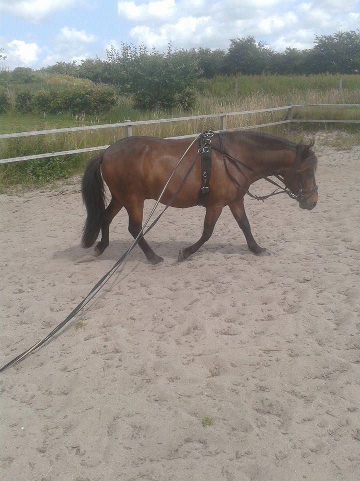 Knabstrupper Meicas Lala billede 3