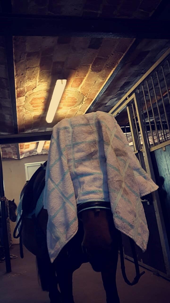 Knabstrupper Meicas Lala billede 4