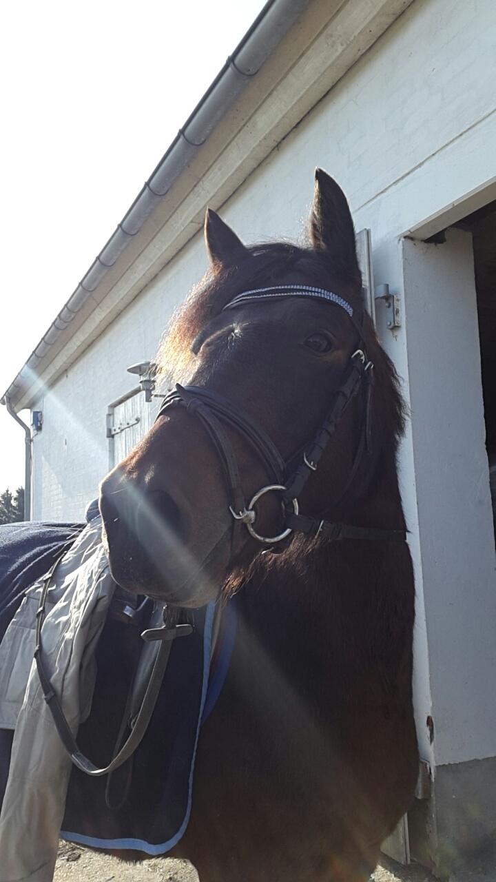 Knabstrupper Meicas Lala billede 6