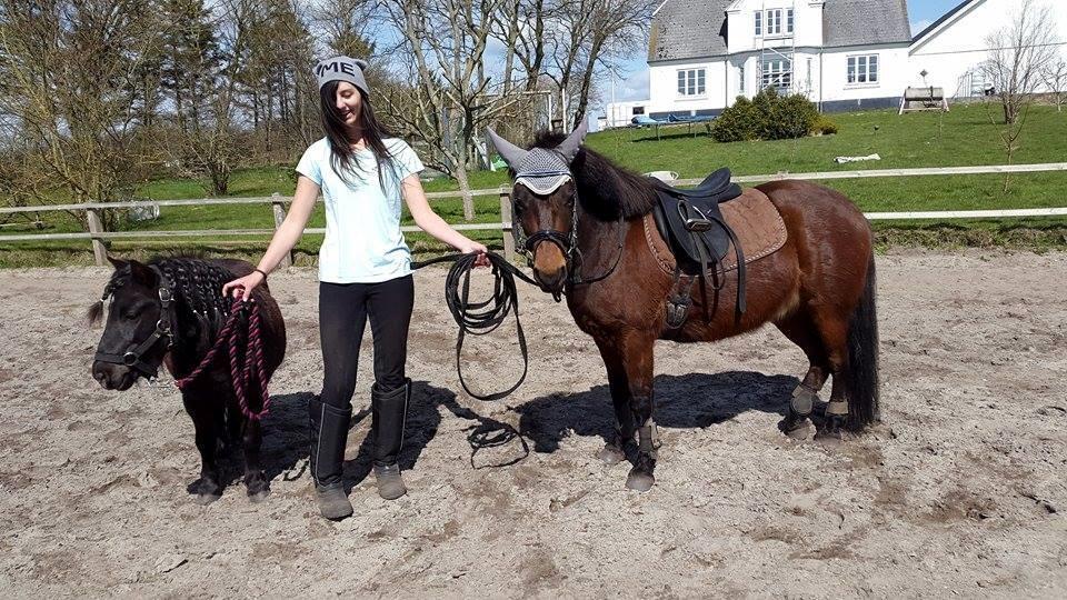 Knabstrupper Meicas Lala billede 7