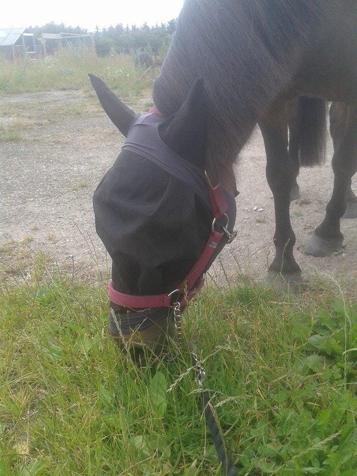 Knabstrupper Meicas Lala billede 8