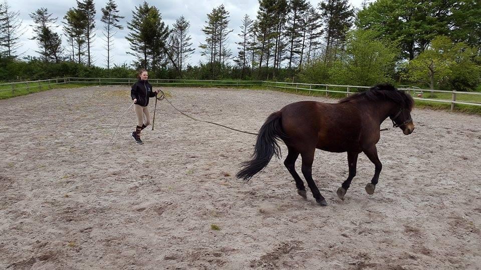 Knabstrupper Meicas Lala billede 9