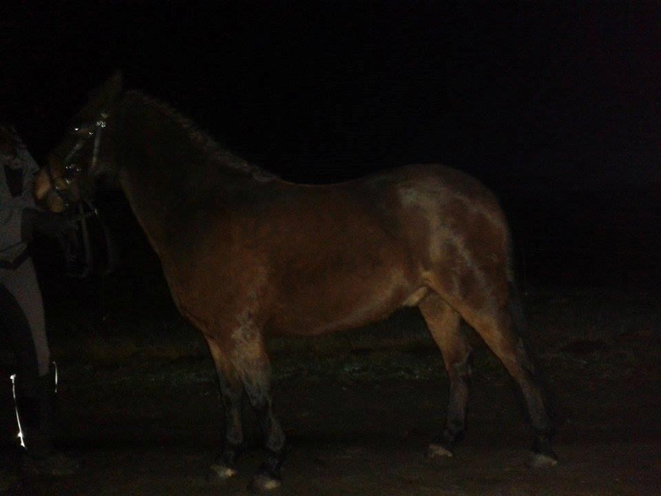 Knabstrupper Meicas Lala billede 10