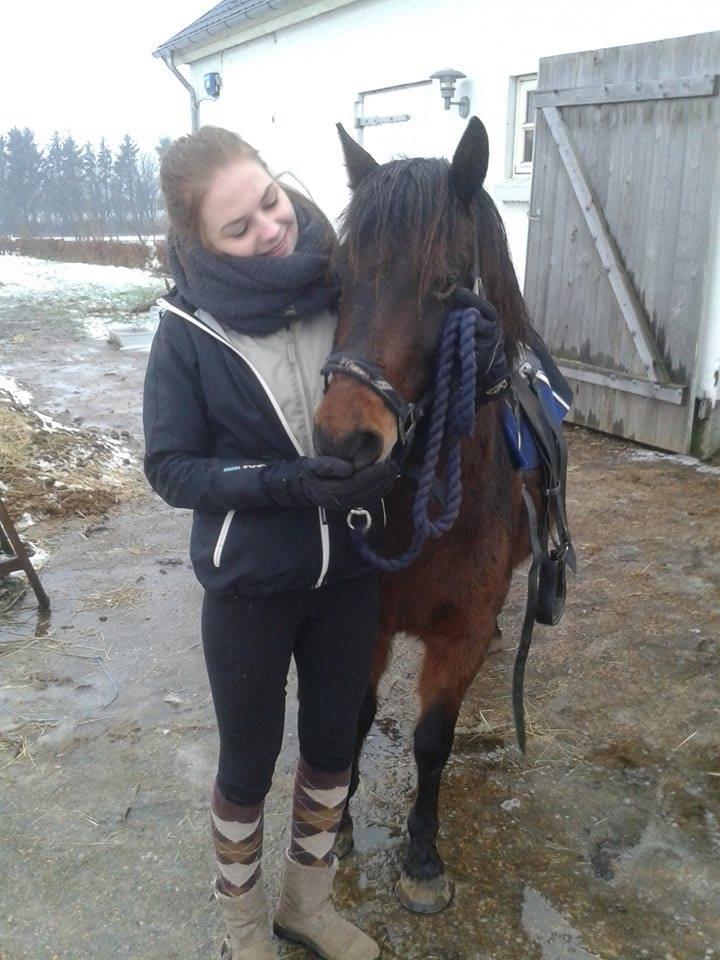 Knabstrupper Meicas Lala billede 11