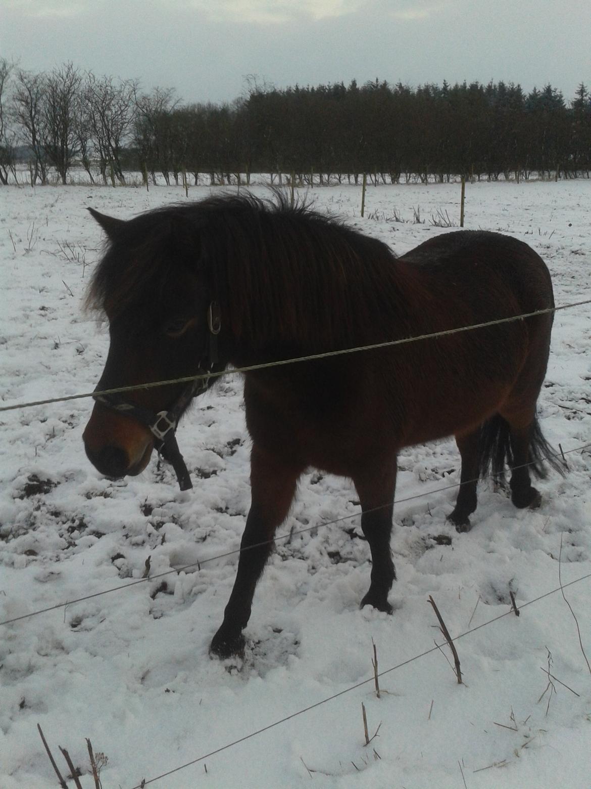 Knabstrupper Meicas Lala billede 12