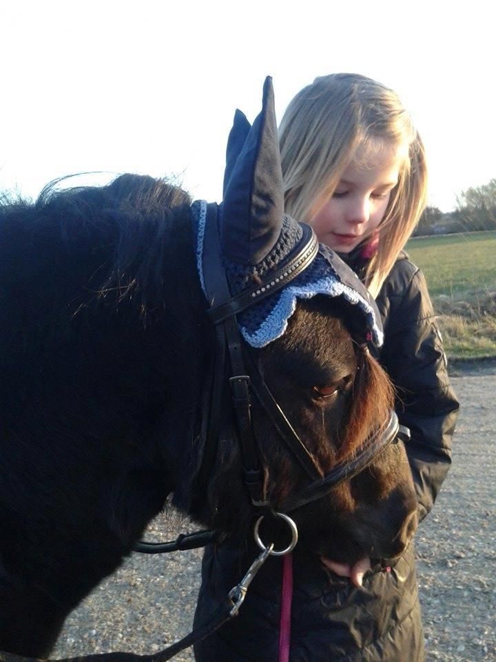 Shetlænder Kirkegaards Rokko - I køreliner for første gang uden bid <3 billede 4