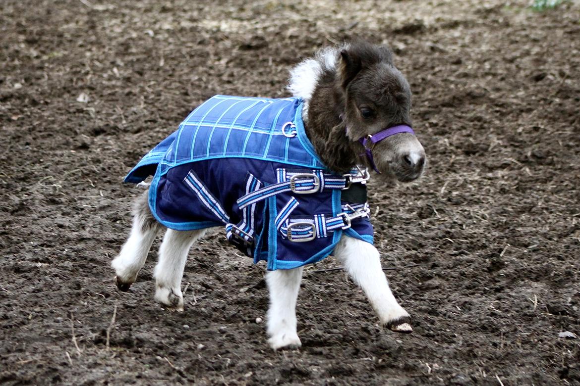 Miniature My Second Chance For Happiness - 3 uger gammel. Dækken på for første gang. 1 Marts 2016. billede 6