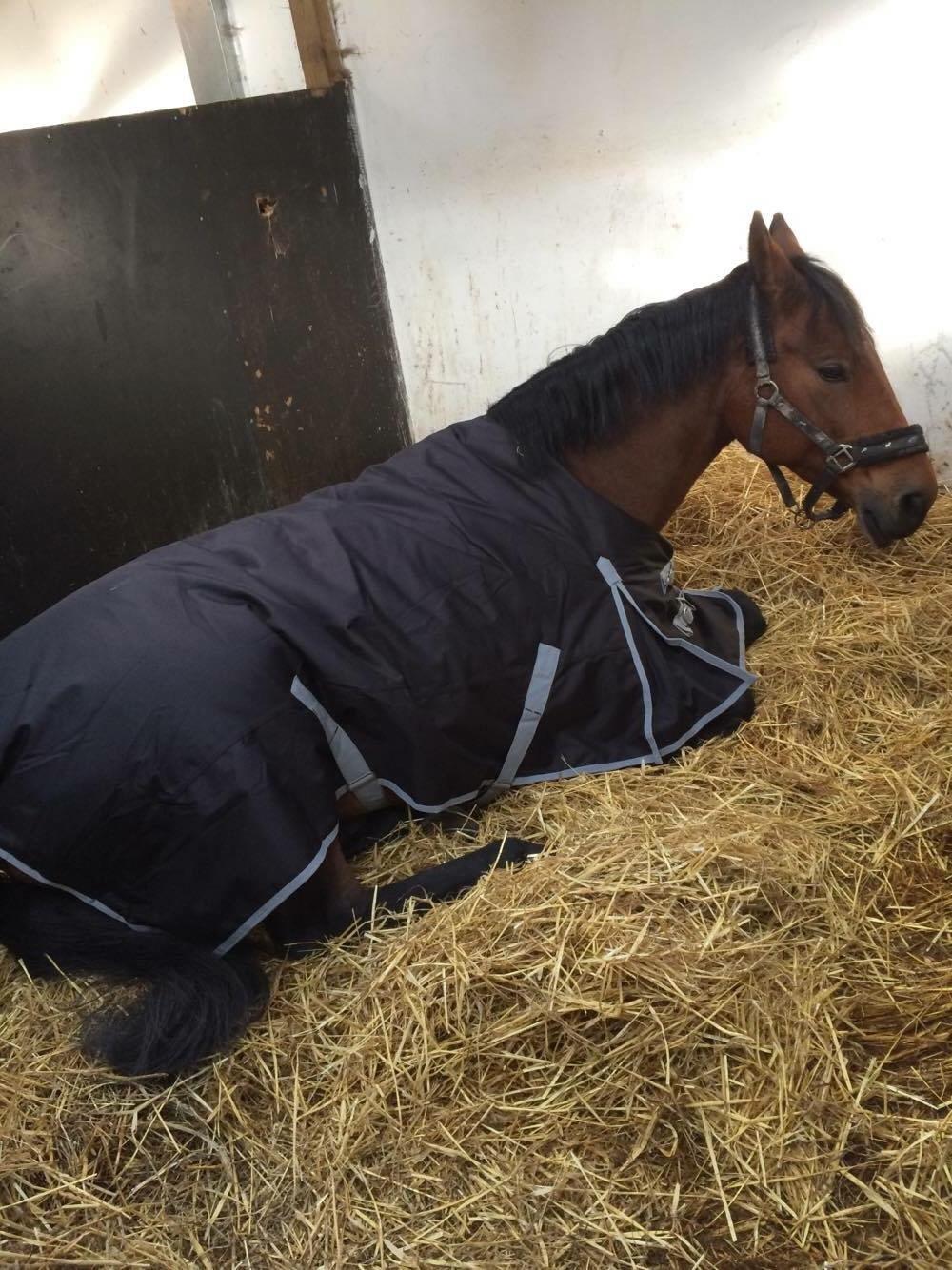 Polsk Varmblod Alvara billede 2