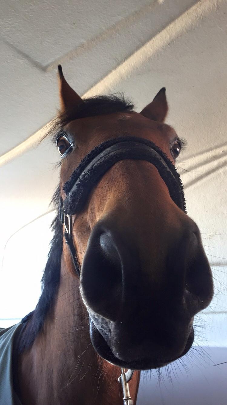 Polsk Varmblod Alvara billede 3