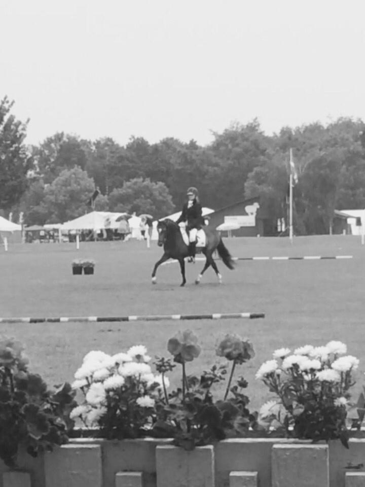 Welsh Partbred (Sec F) Ulrikkaholms Cava [himmelhest] billede 2
