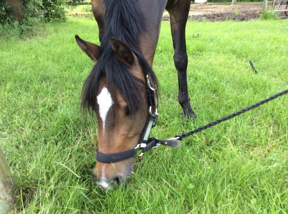 Welsh Partbred (Sec F) Ulrikkaholms Cava [himmelhest] billede 1