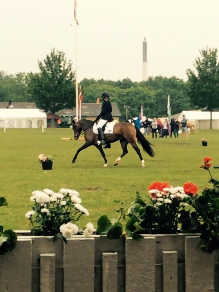 Welsh Partbred (Sec F) Ulrikkaholms Cava [himmelhest] billede 3