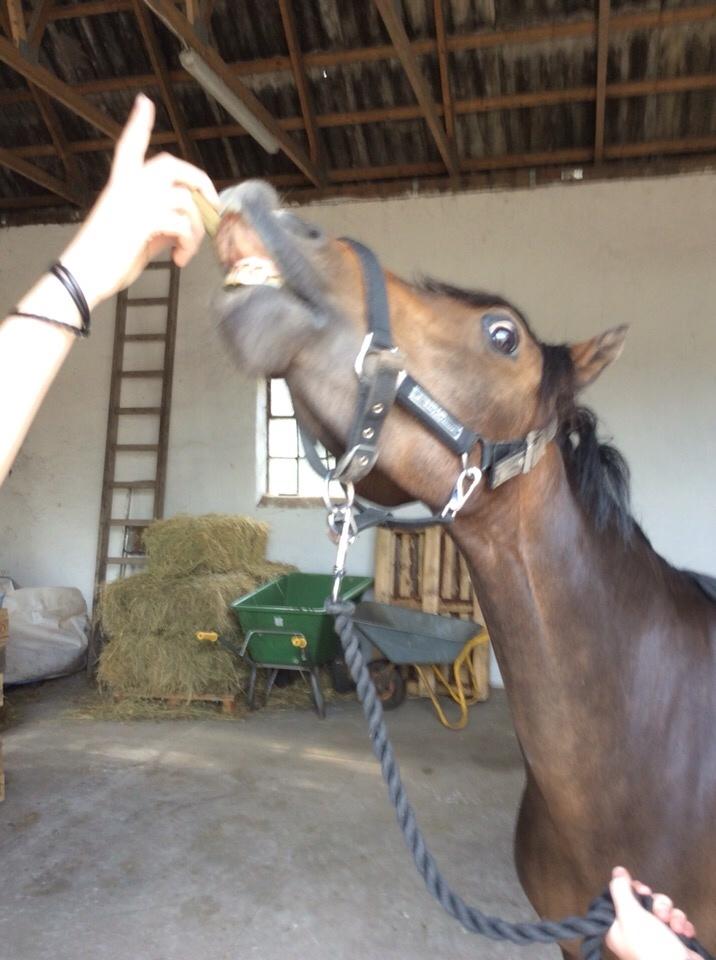 Welsh Partbred (Sec F) Ulrikkaholms Cava [himmelhest] billede 4