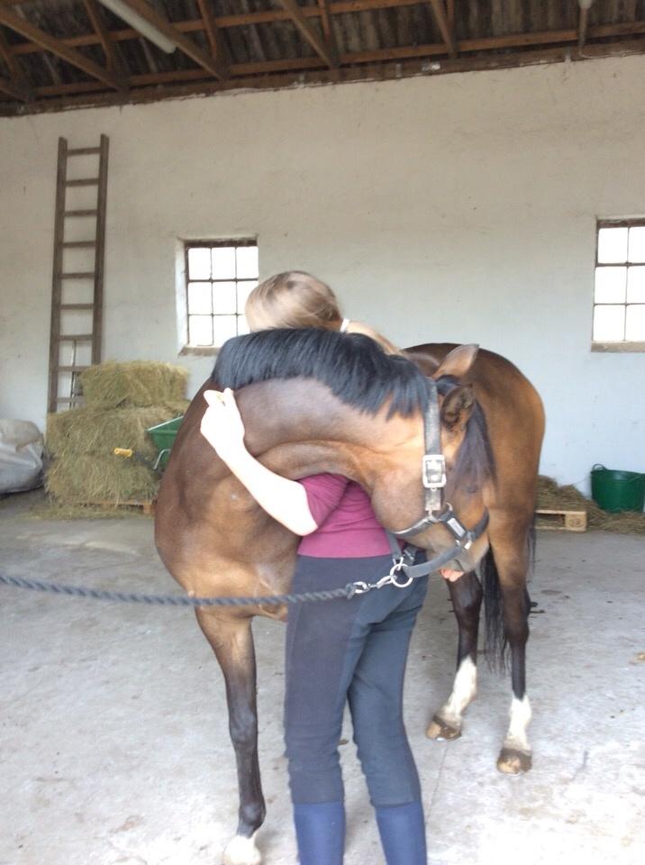 Welsh Partbred (Sec F) Ulrikkaholms Cava [himmelhest] billede 5