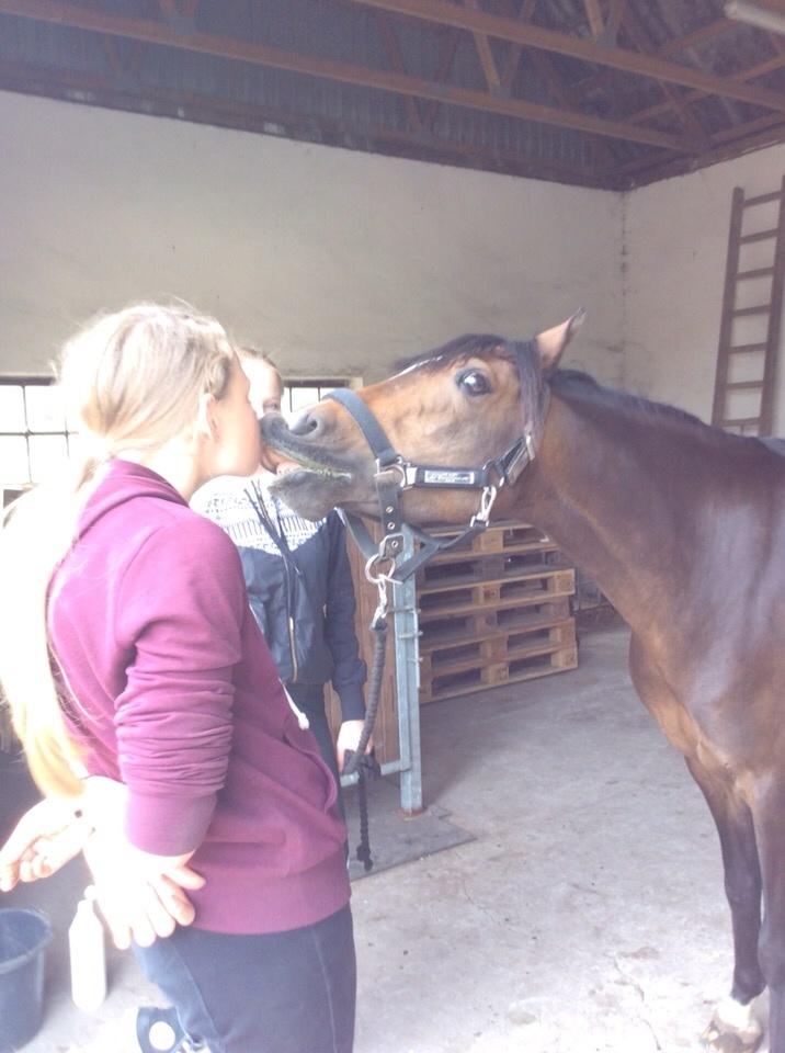 Welsh Partbred (Sec F) Ulrikkaholms Cava [himmelhest] billede 6