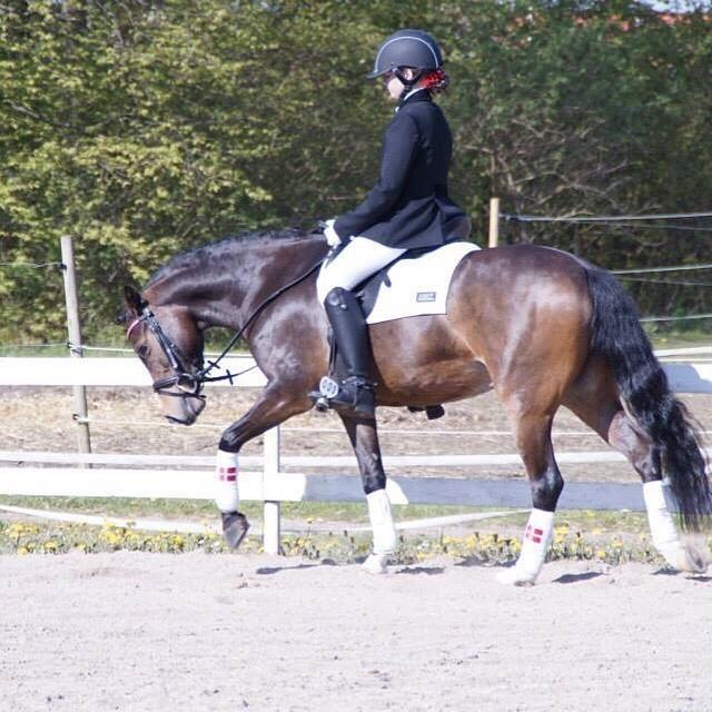 Welsh Partbred (Sec F) Ulrikkaholms Cava [himmelhest] billede 10