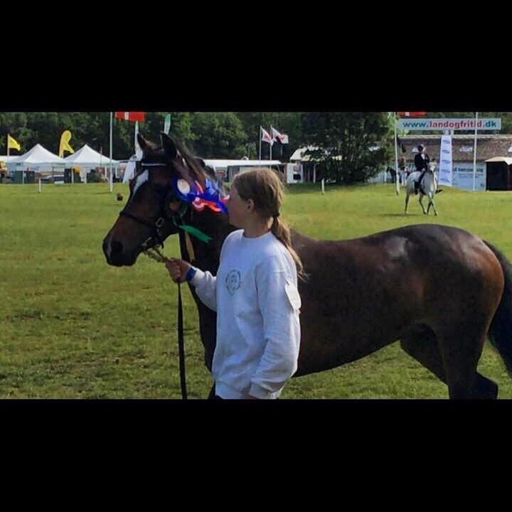 Welsh Partbred (Sec F) Ulrikkaholms Cava [himmelhest] billede 11