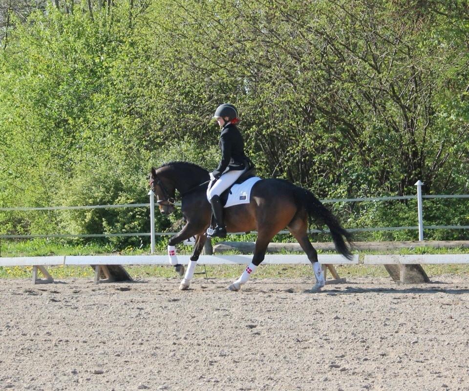 Welsh Partbred (Sec F) Ulrikkaholms Cava [himmelhest] billede 9