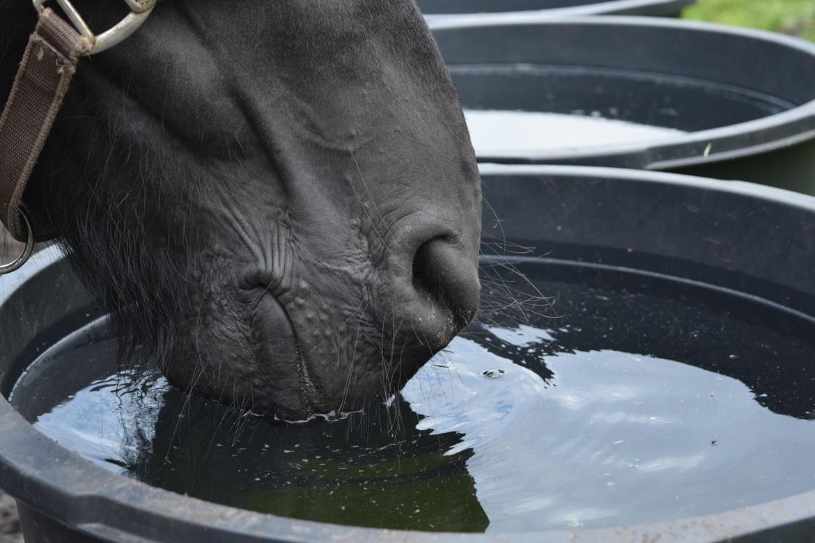 Frieser Von Straus f. Kirkebjerggaard billede 8