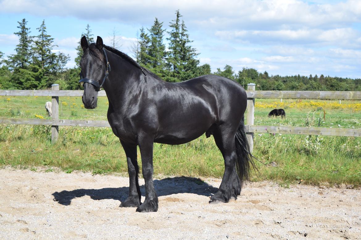 Frieser Von Straus f. Kirkebjerggaard billede 22