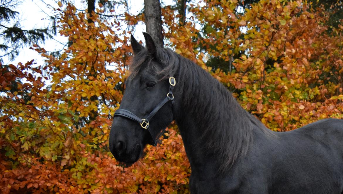 Frieser Von Straus f. Kirkebjerggaard billede 27