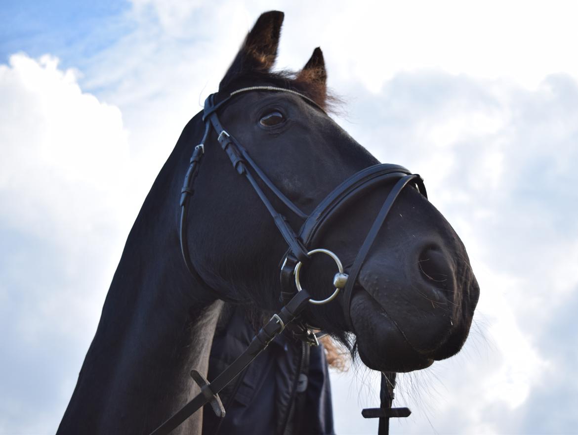 Frieser Von Straus f. Kirkebjerggaard billede 2