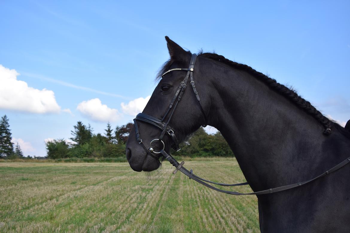 Frieser Von Straus f. Kirkebjerggaard billede 29
