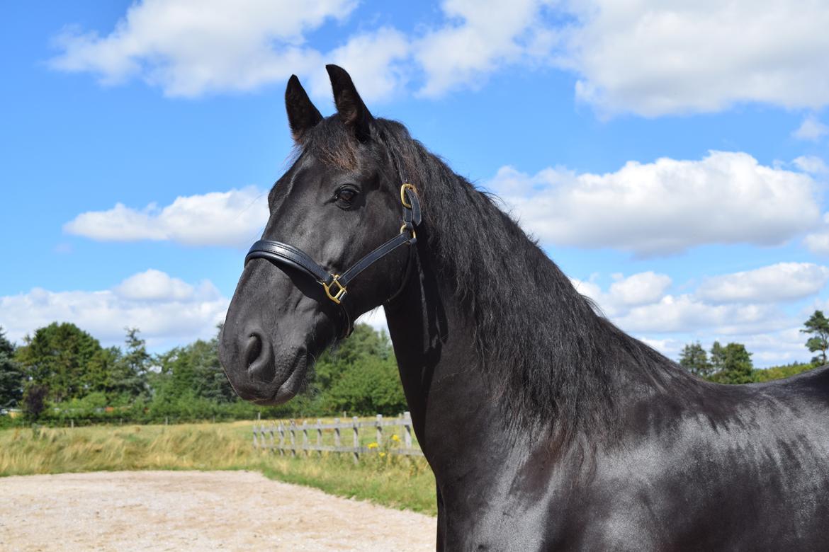 Frieser Von Straus f. Kirkebjerggaard billede 4