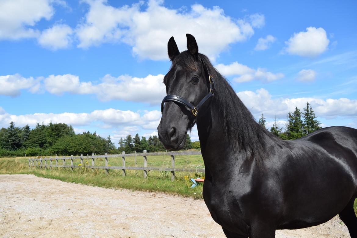 Frieser Von Straus f. Kirkebjerggaard billede 34