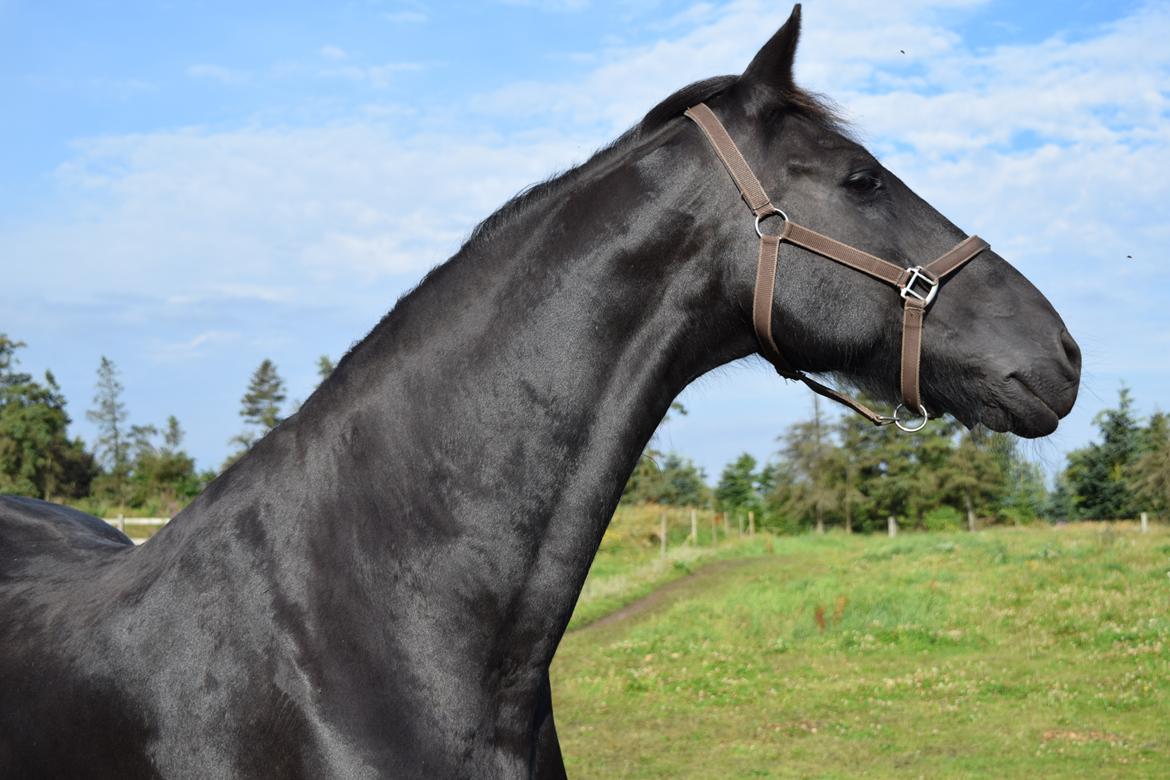 Frieser Von Straus f. Kirkebjerggaard billede 37