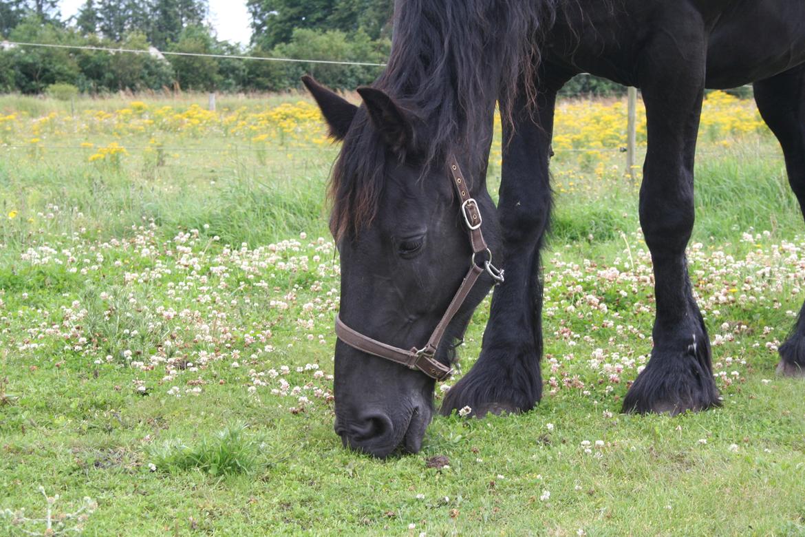 Frieser Von Straus f. Kirkebjerggaard billede 23