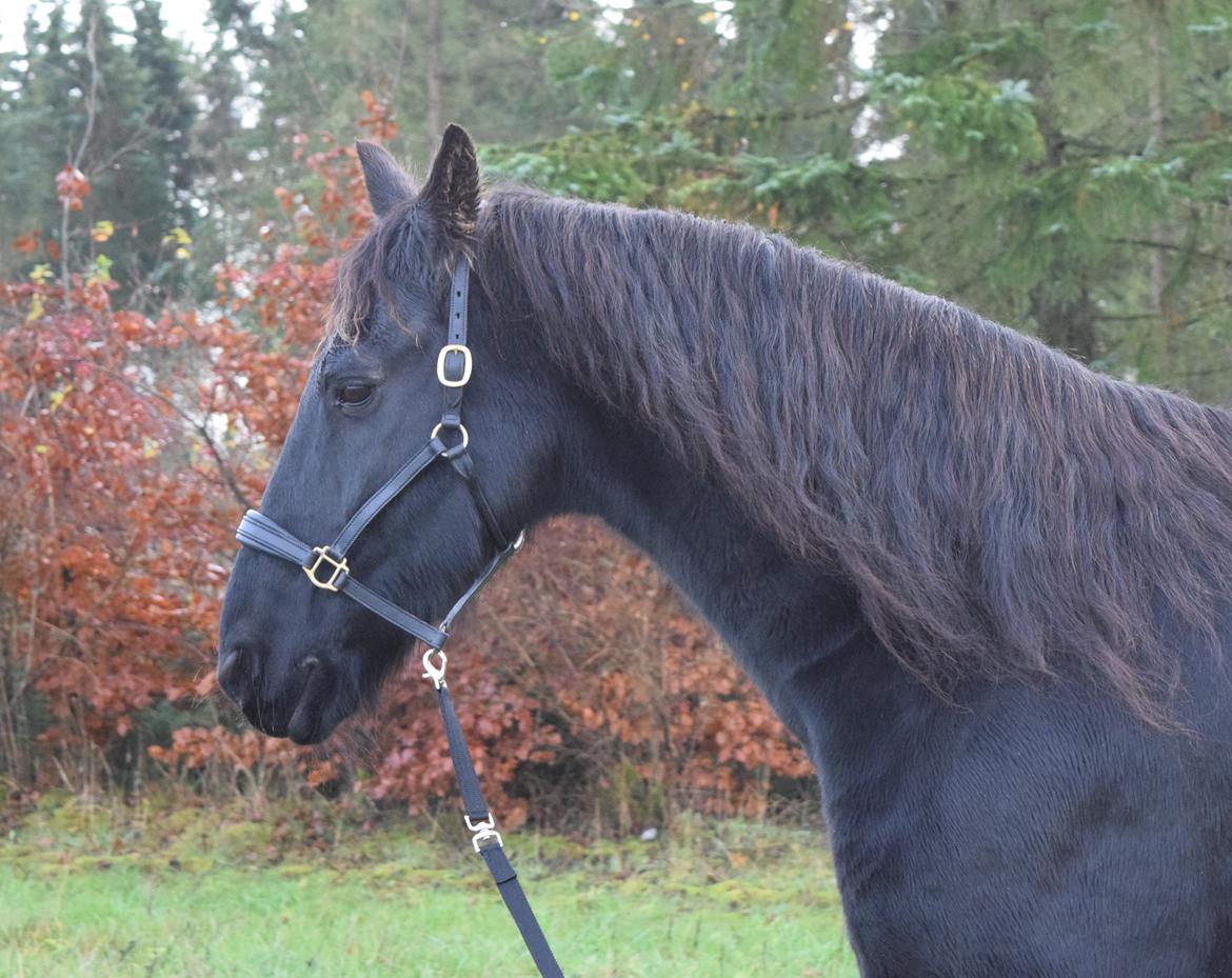 Frieser Von Straus f. Kirkebjerggaard billede 18