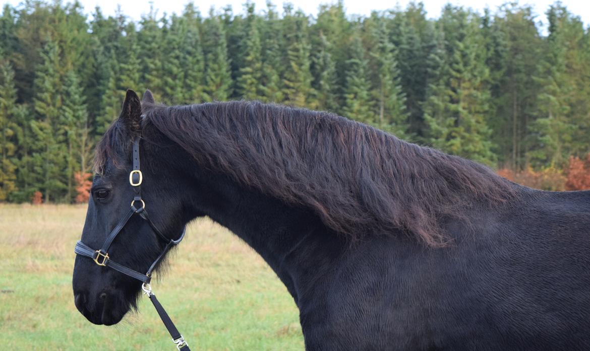 Frieser Von Straus f. Kirkebjerggaard billede 38