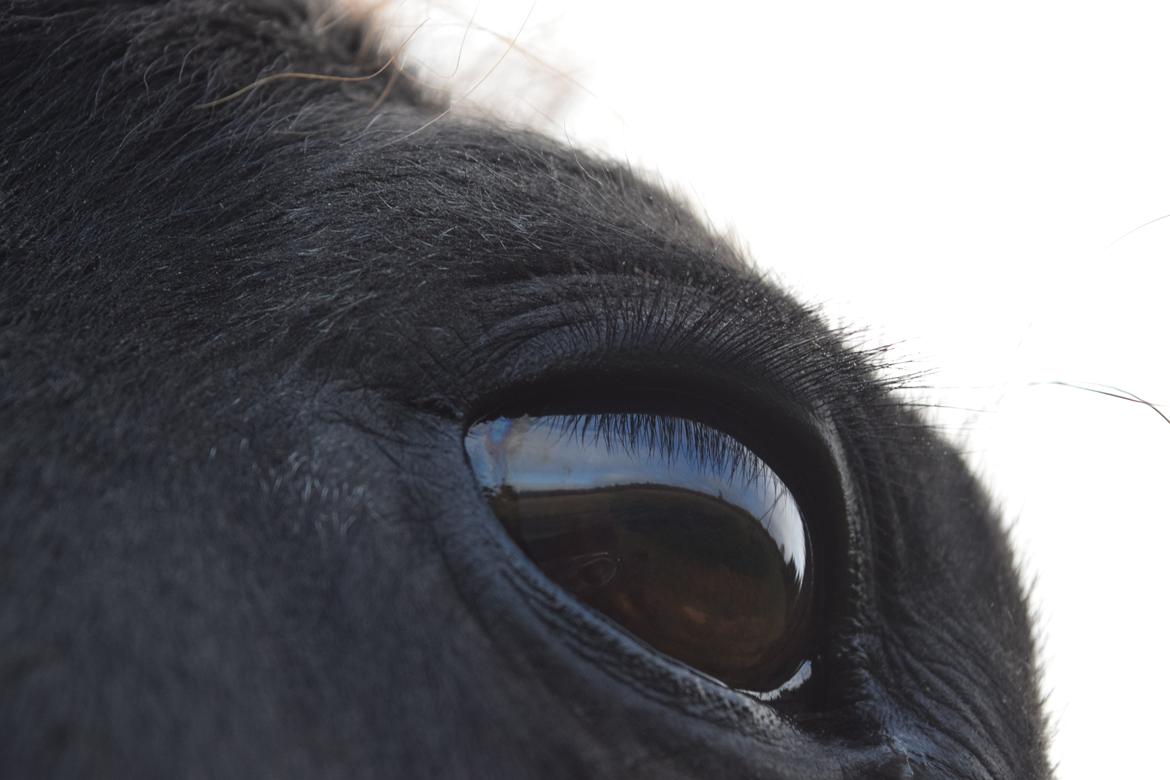 Frieser Von Straus f. Kirkebjerggaard billede 5