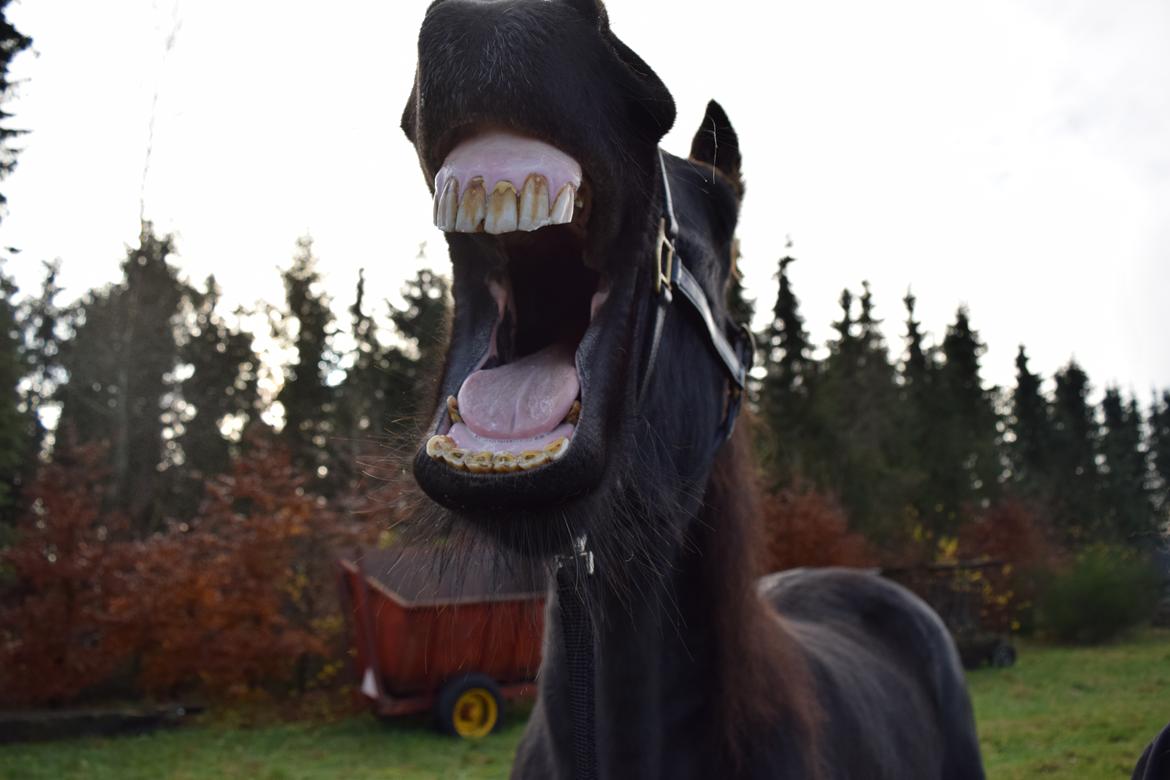 Frieser Von Straus f. Kirkebjerggaard billede 19