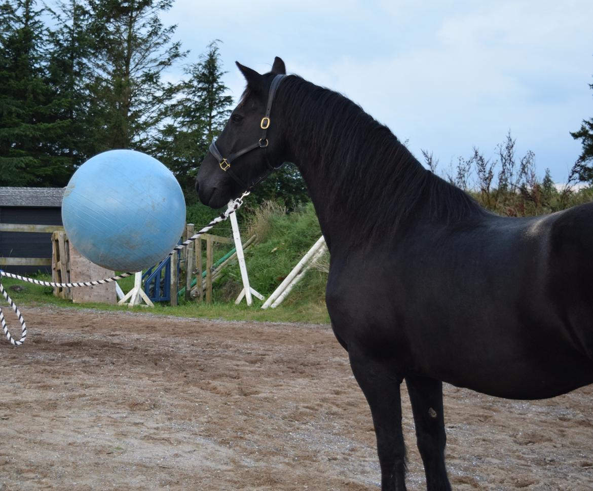 Frieser Von Straus f. Kirkebjerggaard billede 21