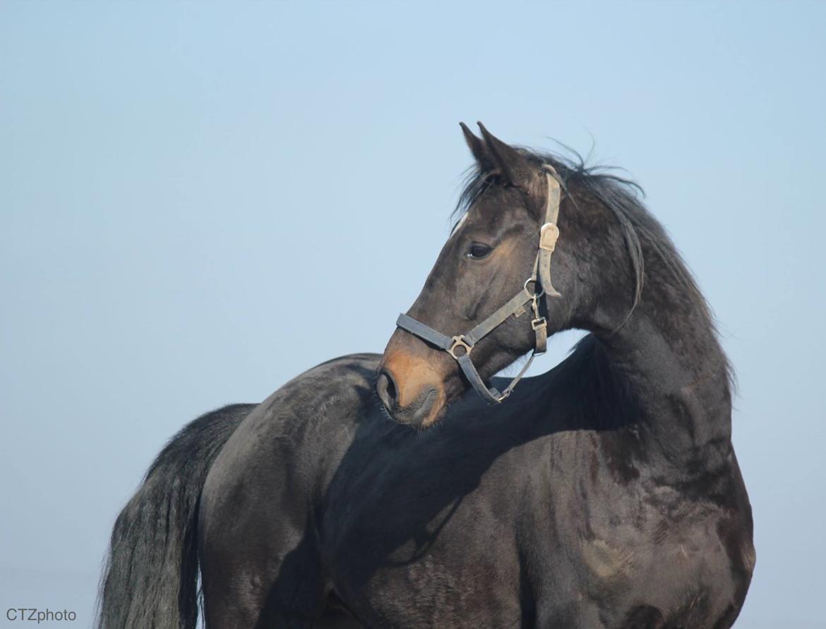 Dansk Varmblod Lexus billede 3