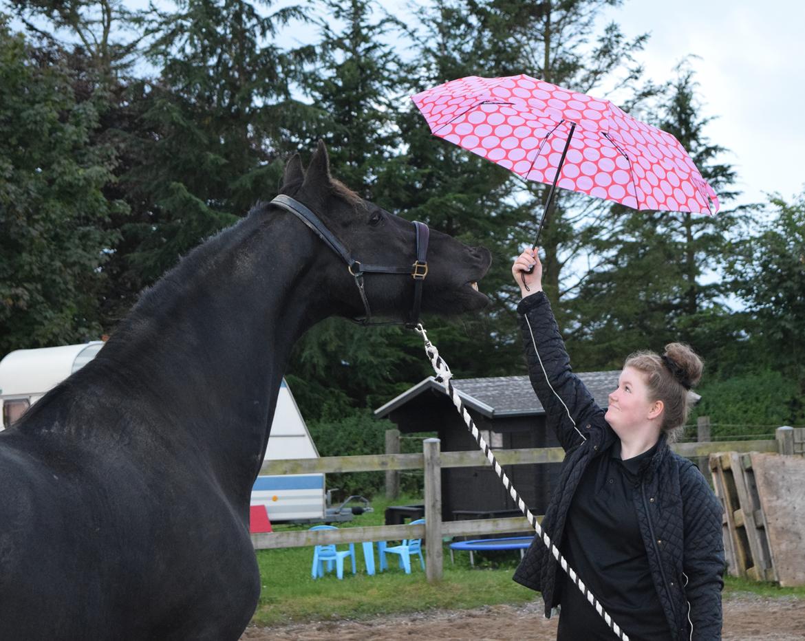Frieser Von Straus f. Kirkebjerggaard billede 39