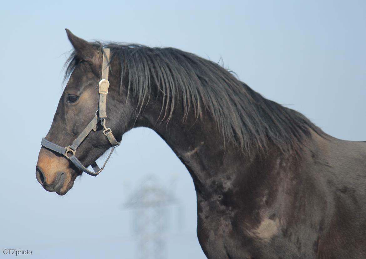 Dansk Varmblod Lexus billede 1