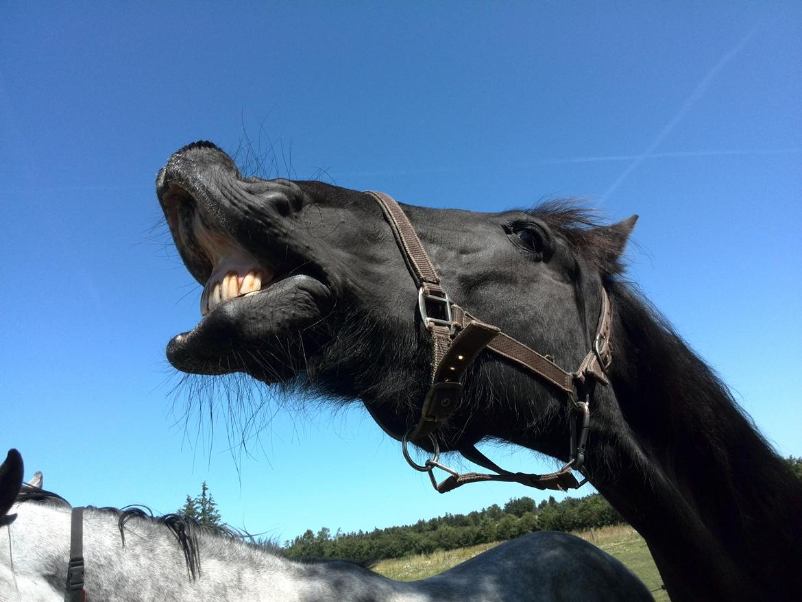 Frieser Von Straus f. Kirkebjerggaard billede 43