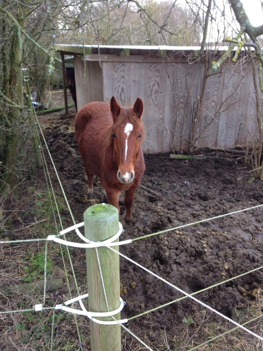 Anden særlig race Lillegaards O'marley billede 13