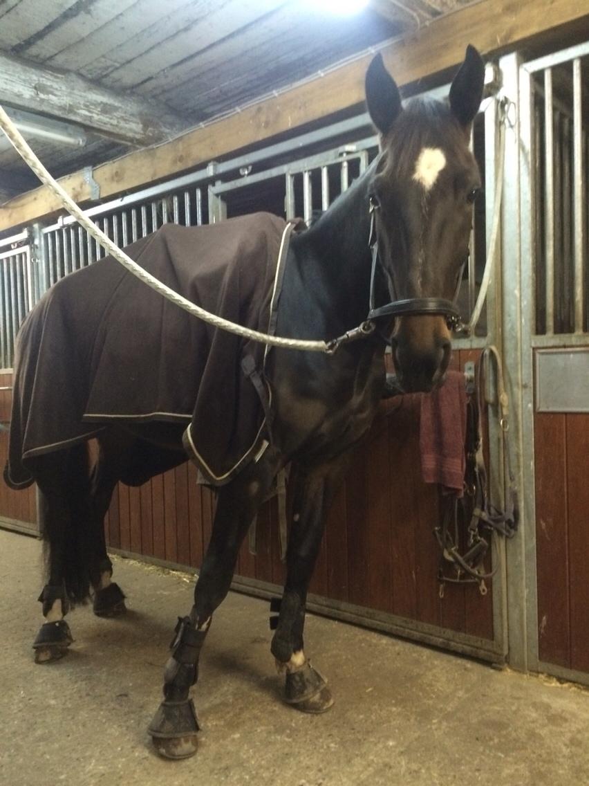 Traver Alica Gold  billede 35