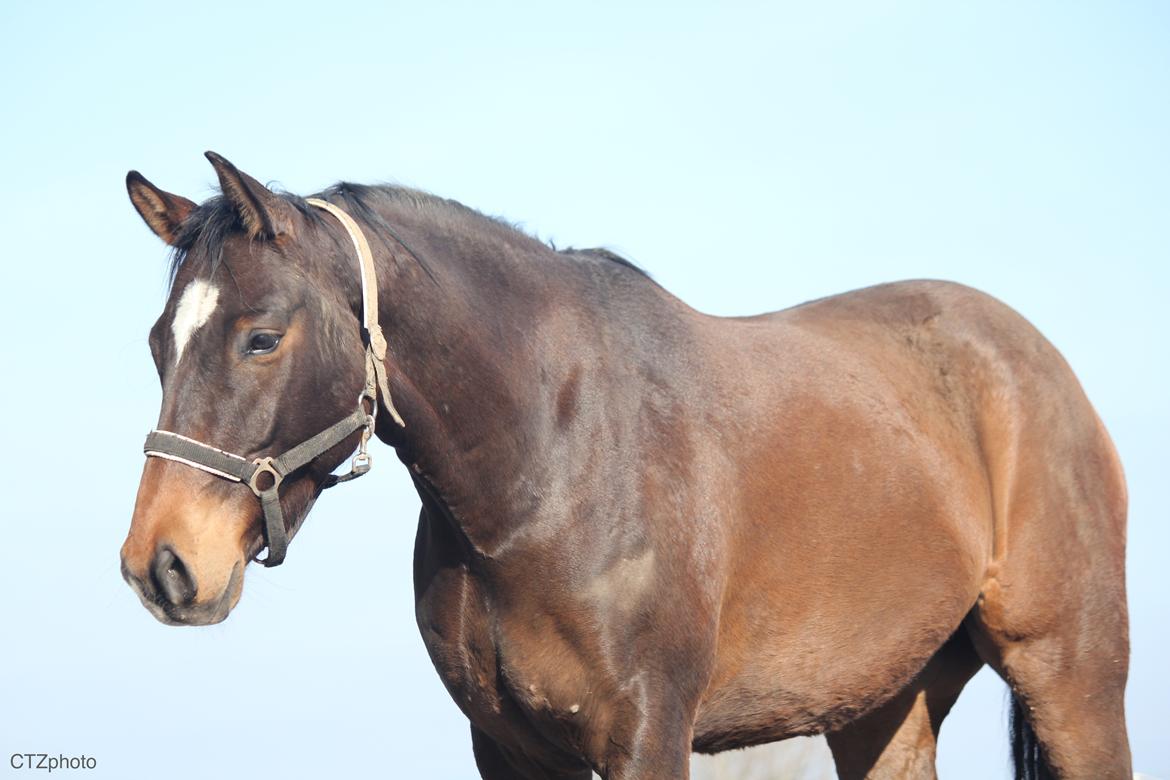 Dansk Varmblod Bøgegårdens lord billede 1