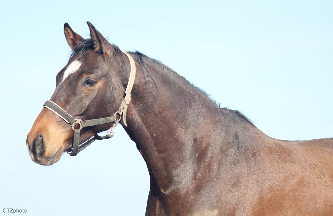 Dansk Varmblod Bøgegårdens lord billede 3