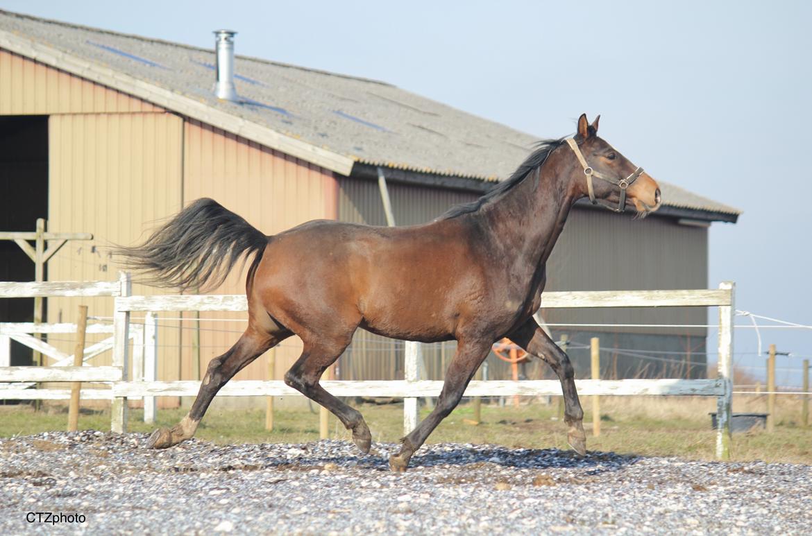 Dansk Varmblod Bøgegårdens lord billede 2